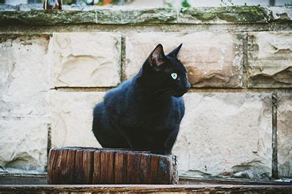 野猫进家|野猫进家风水禁忌,野猫进门产子预示什么